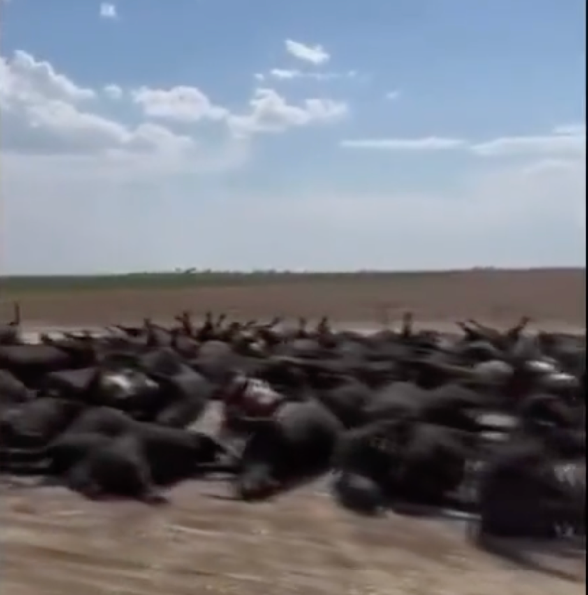 Heat wave kills ‘thousands’ of cows in Kansas The Independent